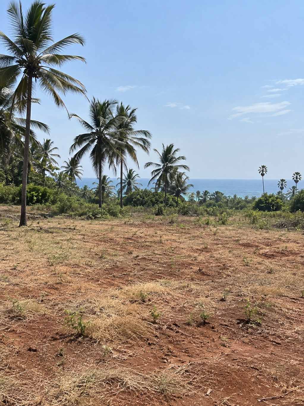 Empty coastal plot with coconut silhouettes, dry grass and pale sky