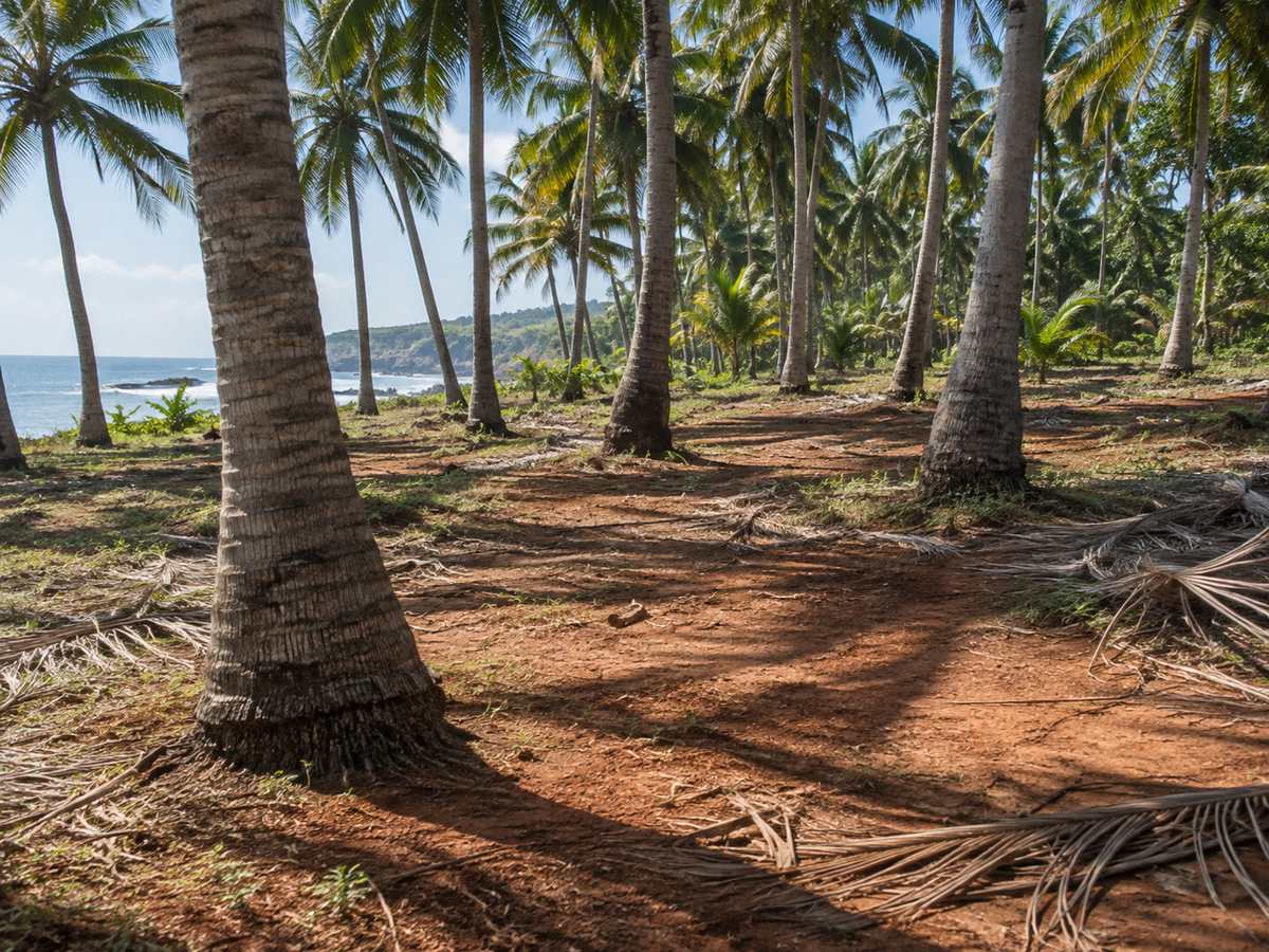 Morning light on coconut trunks and laterite soil, fallen fronds on the ground
