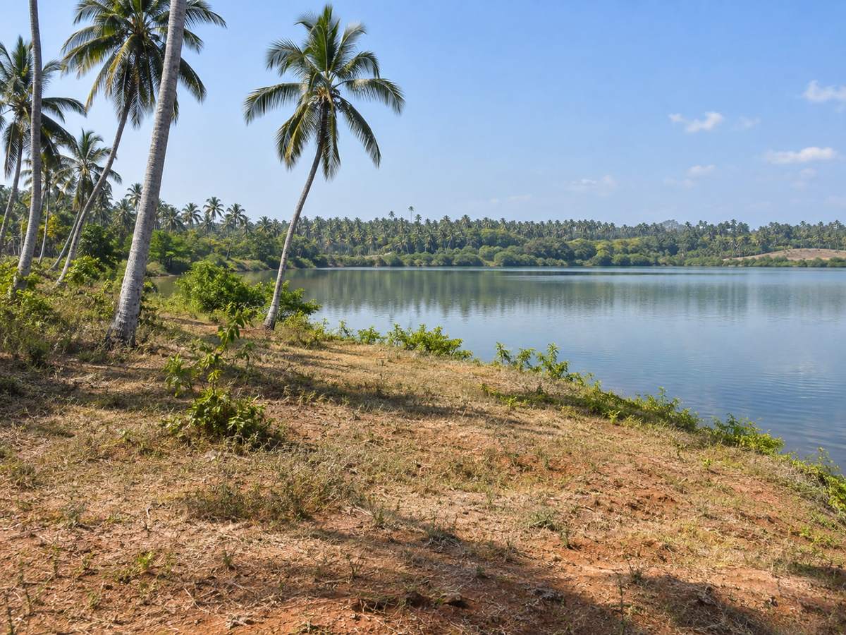 Wider coconut land beside still lagoon water on the south coast